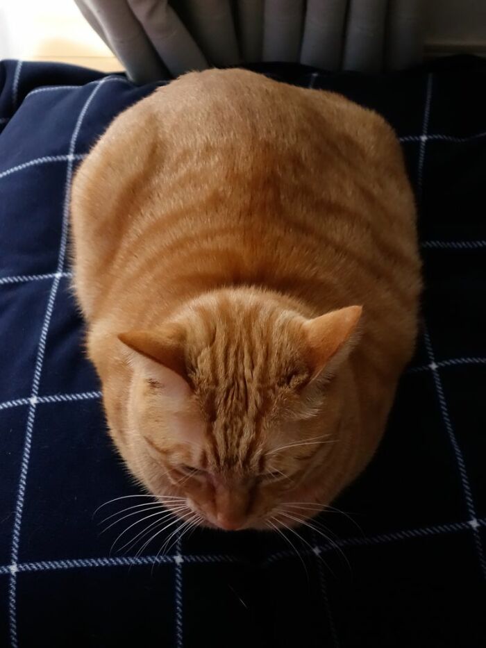 Sherbert :'( (2008-2021)