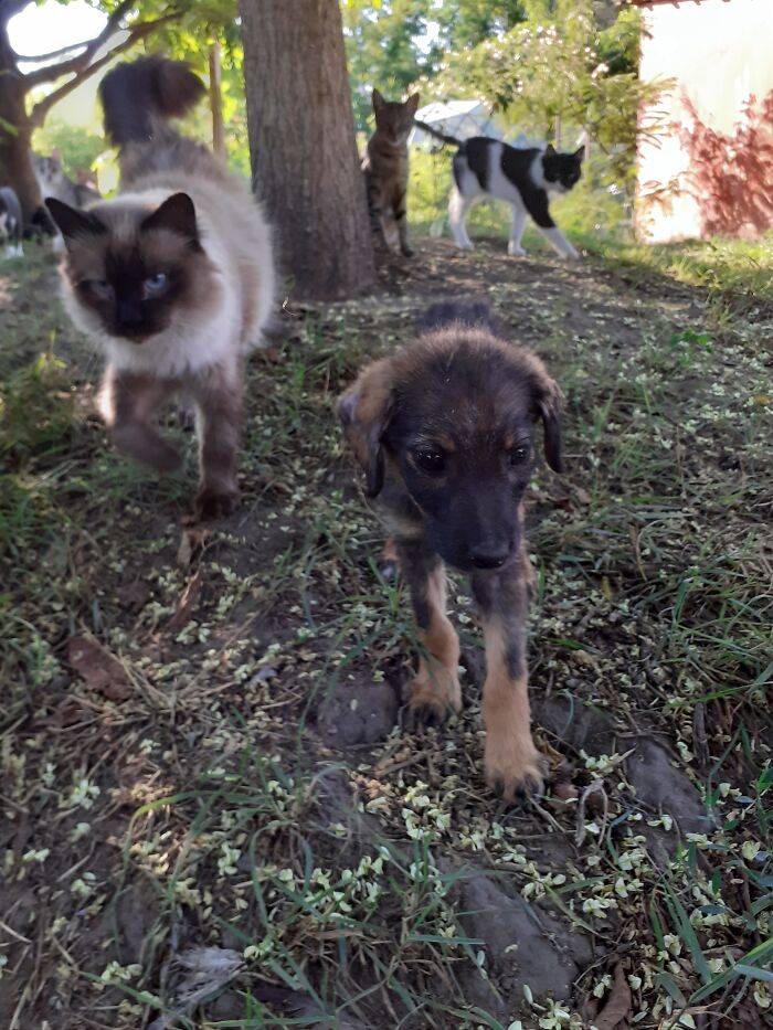 We Are Running Romania's Largest Cat Shelter With 300+ Cats Who Are In Need Of Help Everyday We Are Running Romania's Largest Cat Shelter With 300+ Cats Who Are In Need Of Help Everyday