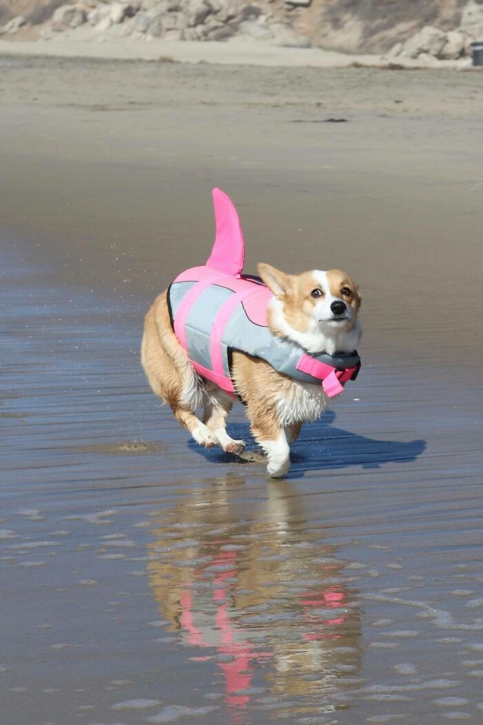 Cannoli Disapproves Of Off Guard Photos