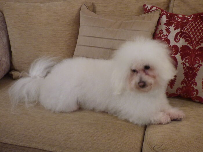 Hes A Bolognese, Or A Cloud Im Not Sure 😅