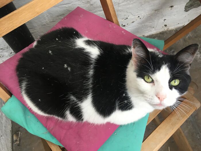 Pickle The Outdoor Loaf With Added Tree Fluff
