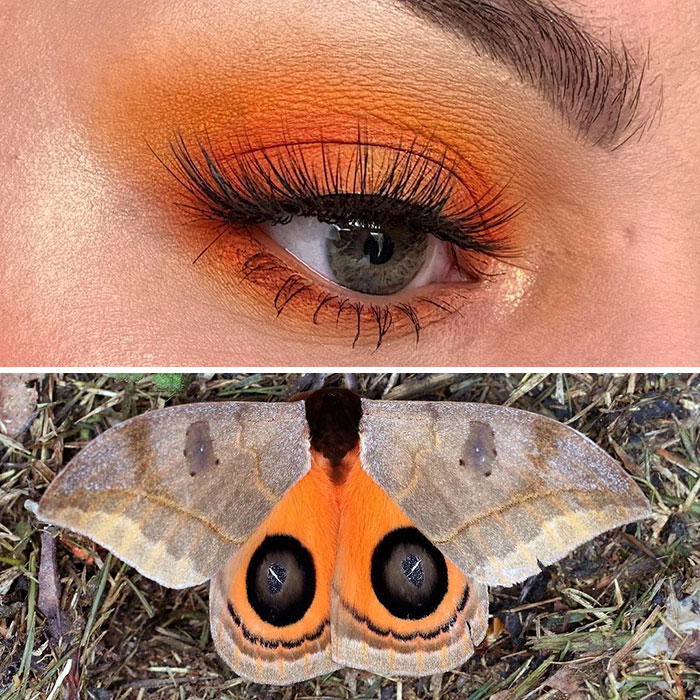 Bug-Inspired-Eye-Makeup-Duran-Jay-Entomakeup