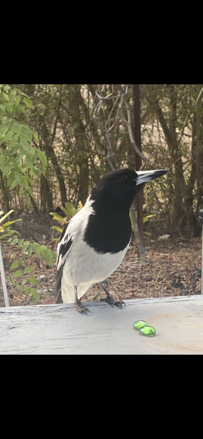 After Taking This Photo I Looked Away Only To Turn Around To See The Bird Had Gone Along With One Of The Green Glass Pebbles🤔