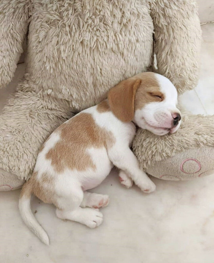 Hey Panda , Post The Sleepy Picture Of Your Pet