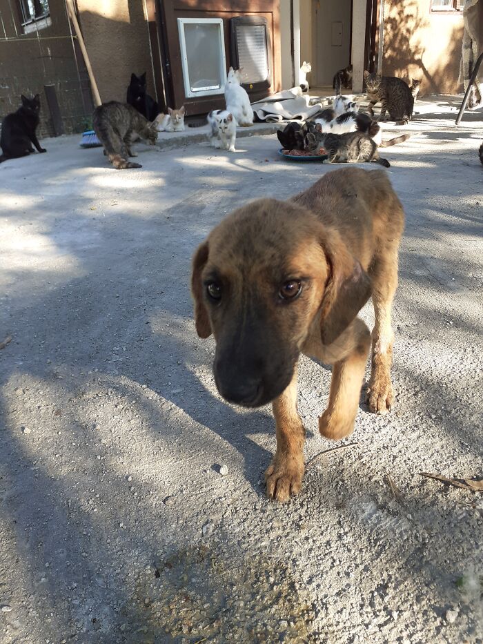 We Are Running Romania's Largest Cat Shelter With 300+ Cats Who Are In Need Of Help Everyday We Are Running Romania's Largest Cat Shelter With 300+ Cats Who Are In Need Of Help Everyday