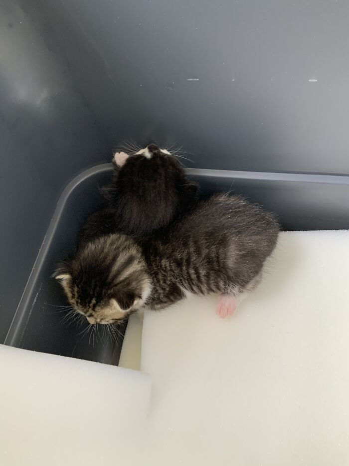 Little Babies (Don’t Worry Mommy Cat Was There She Was Just Eating)