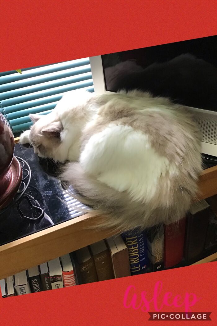 Pumpkin Fast Asleep.....