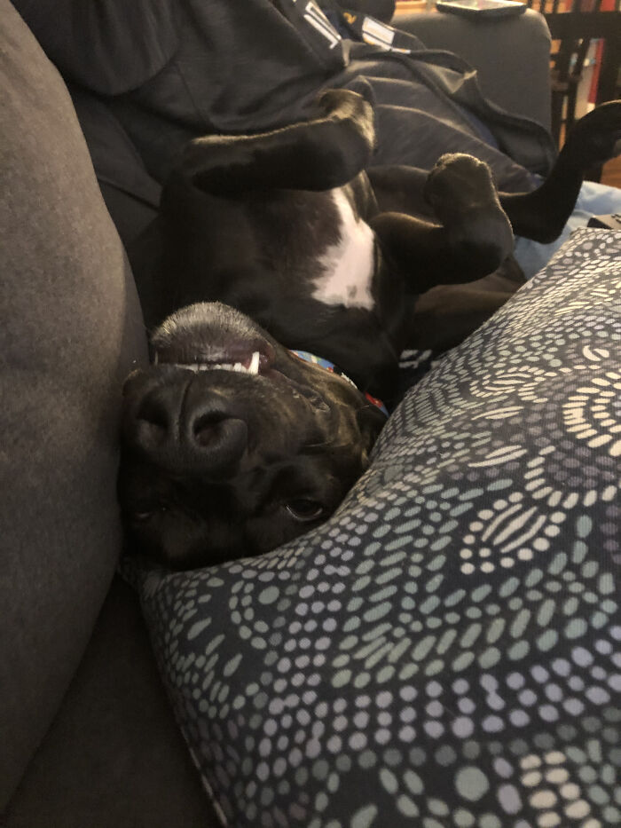 Upside Down Little Nerd Waiting For A Belly Rub.