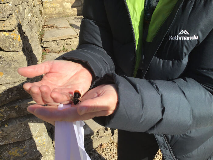 I Am An Absolute Crap Photographer, And These Guys Are Pretty Common (I Have Never Seen One Before Though) But Here Is A Bumblebee