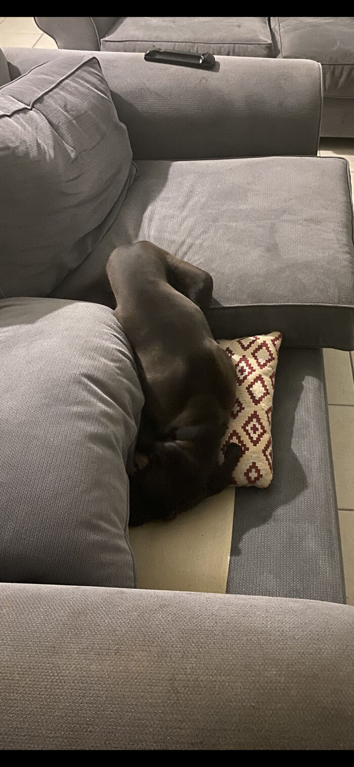 More Comfortable Without The Couch Cushion Apparently!