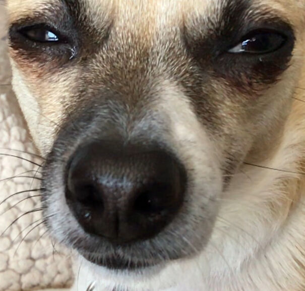 She Wasn’t Happy We Were Taking Pictures Of The Other Dog, So She Interrupted