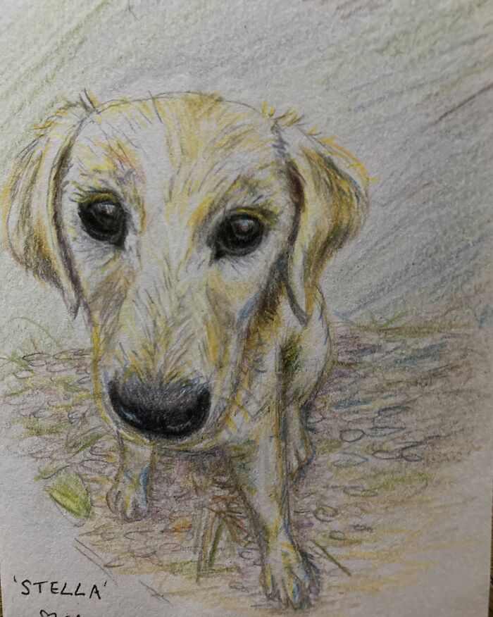 I Drew My Friend’s Labradoodle ‘Stella’ For Her Birthday