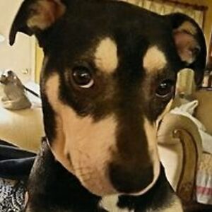 whiterabbitoclock avatar