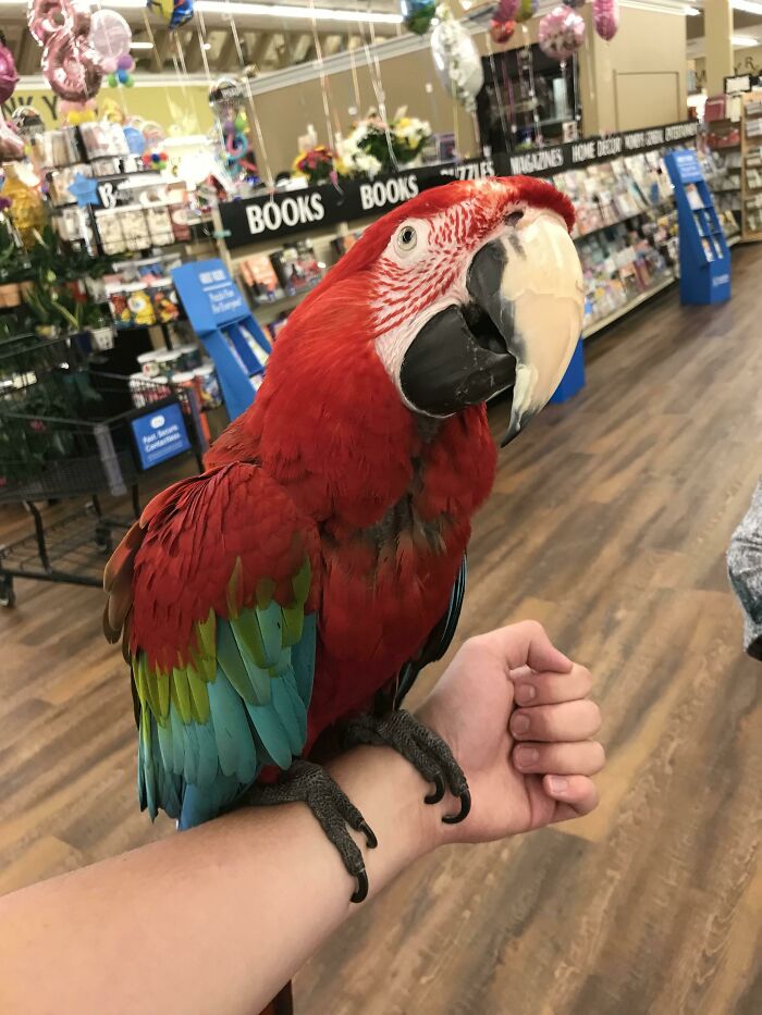 Some Lady Brought In A Macaw Where I Work And Let Me Hold It