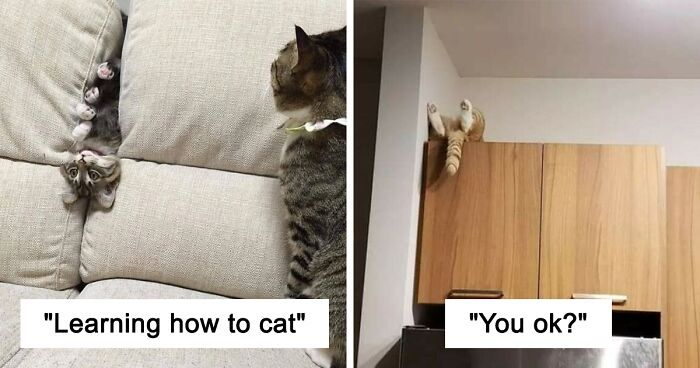 40 Of The Derpiest Cats Caught On Camera