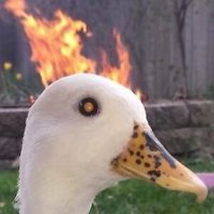 kram_dragvelk avatar