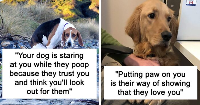 10 Facts And Myths About Dogs All Owners Should Know, By “Knowledgesaurus”