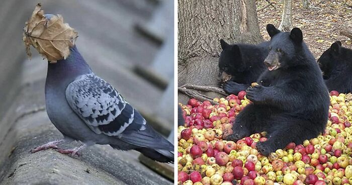 50 Photos Of Animals Just Living Their Best Life, As Shared On This Instagram Page