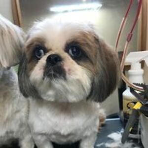 hy_thecynophilist avatar