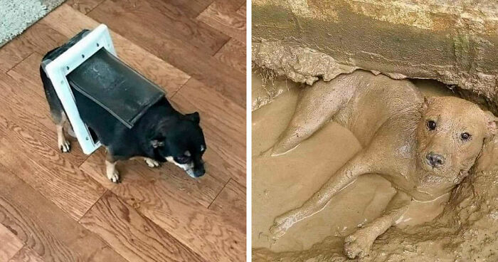 50 Pics Of Dorky Dogs That People Just Had To Share