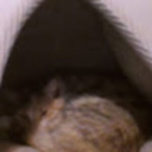 baileyhomeblaydes avatar