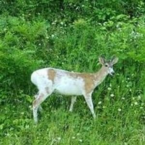 mchadwell1947 avatar