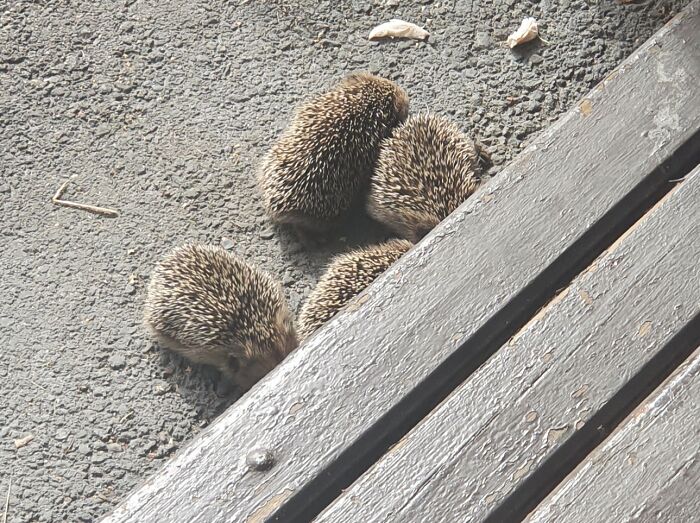 I Apparently Have An Army Of Needles Living Under My Porch