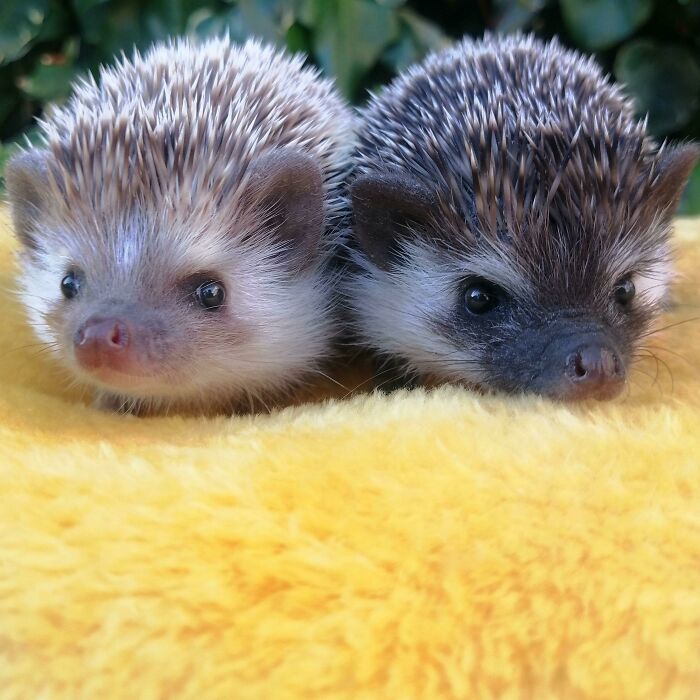 I Would Call Them Rum And Raisin. What About You?