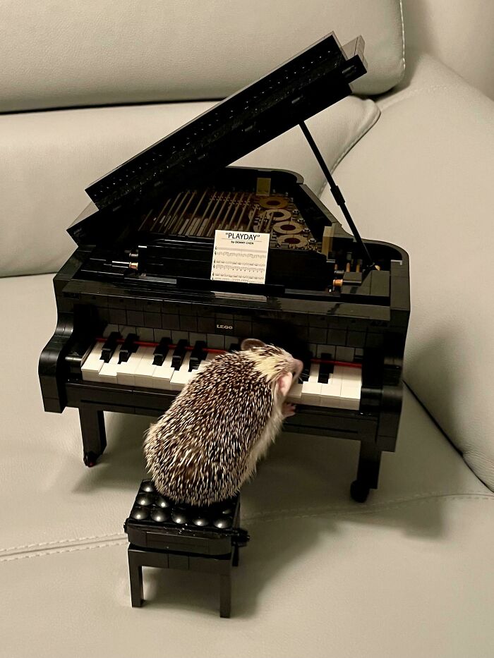 Little Guy On LEGO Piano - Hedgehog Sonata