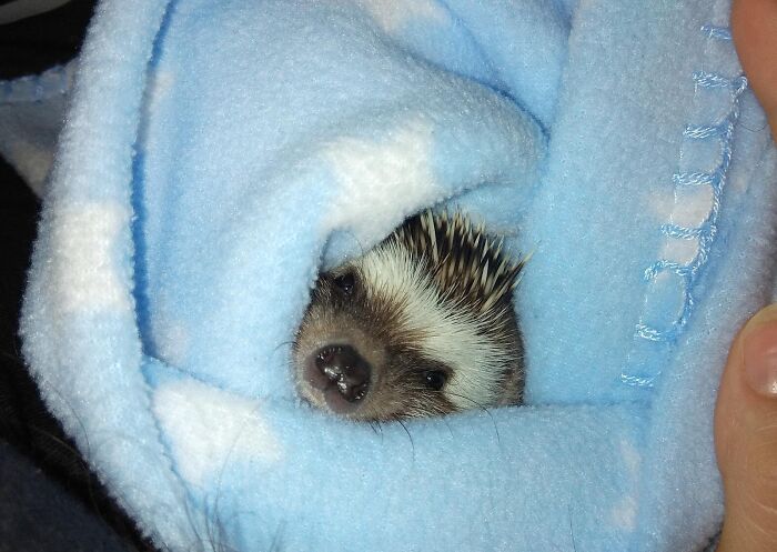 Hedgehog Burrito For Y'all