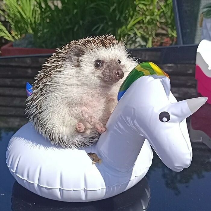 Starlord Got An Outdoor Pool Party For His Birthday