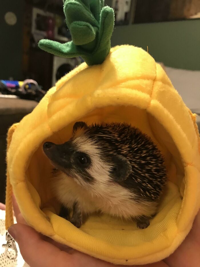 My Little Guy In His Favorite Hide Out