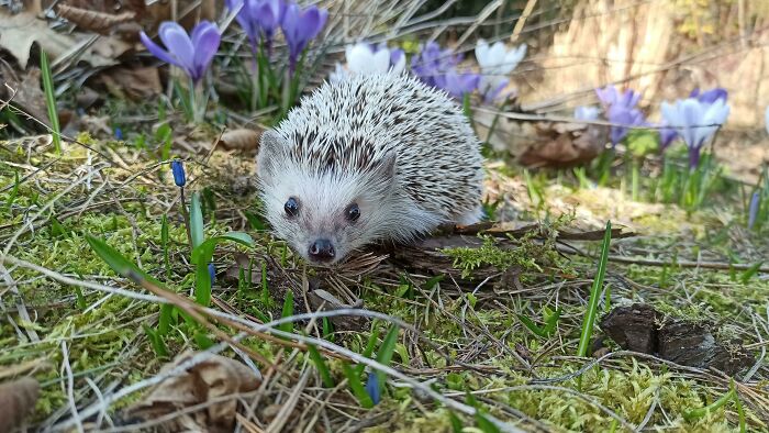 Probably The Best Image Of My Hedgie I've Ever Taken