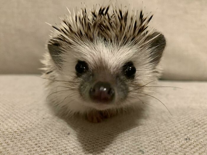 Felix Will Always Be More Photogenic Than Me And That’s Ok