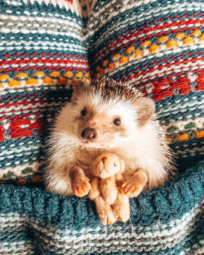 Mr. Pokee, Everyone’s Favorite Hedgie