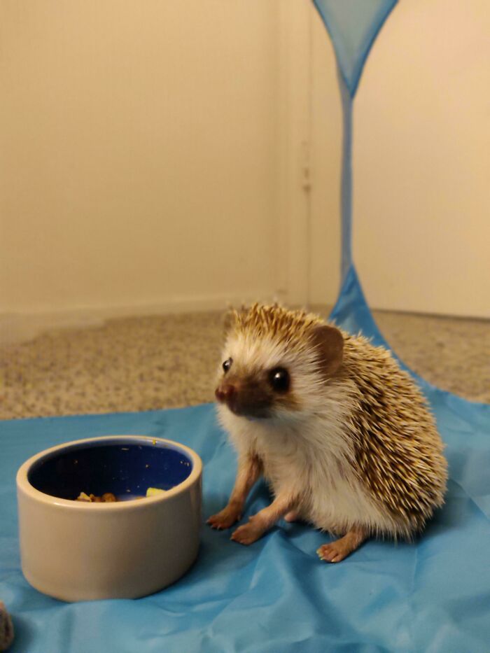 He Just Looks So Polite