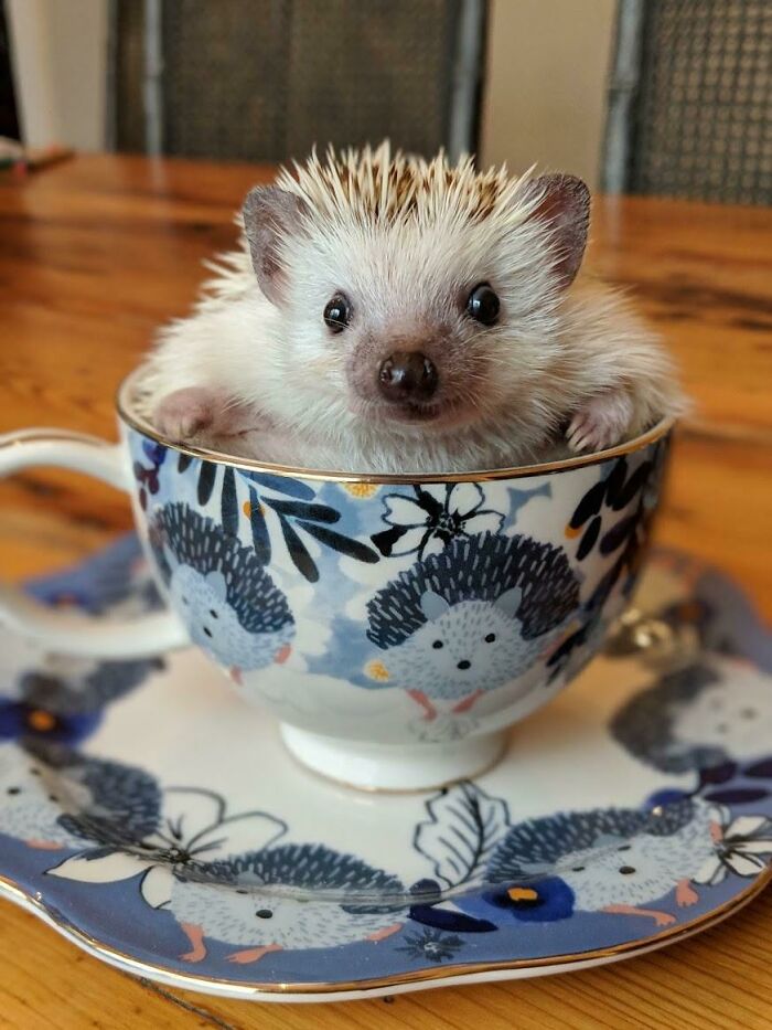 Hazel's A Little Model