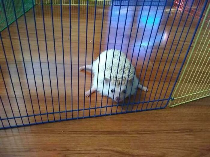 My Hedgehog Doing A Splat Thingy