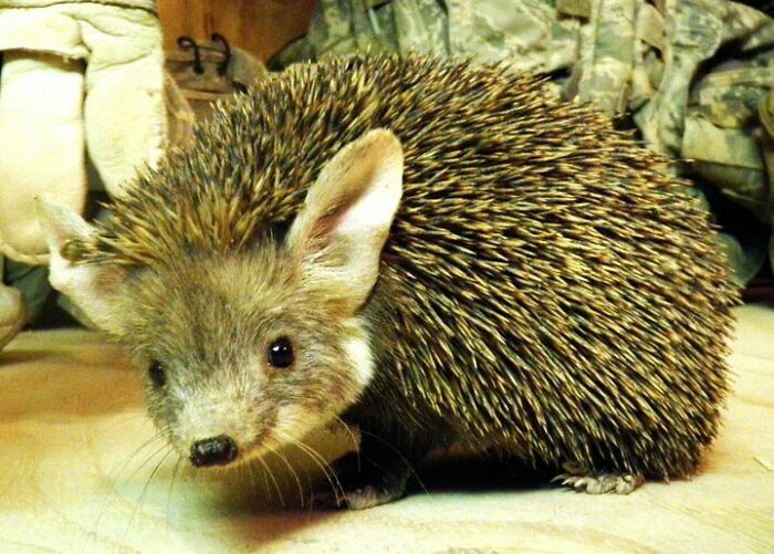 Meet Toki Wartooth, Our Adopted Afghan Hedgehog