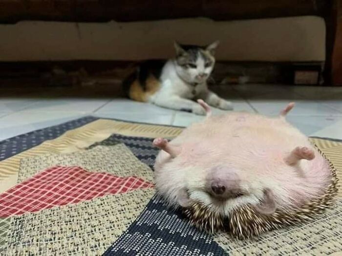 Hedgehog Pancake Is What I Want