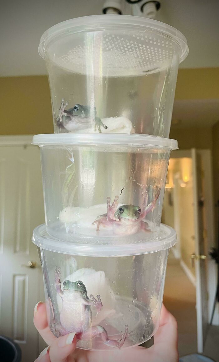 Best Day Ever! My Three New Baby White’s