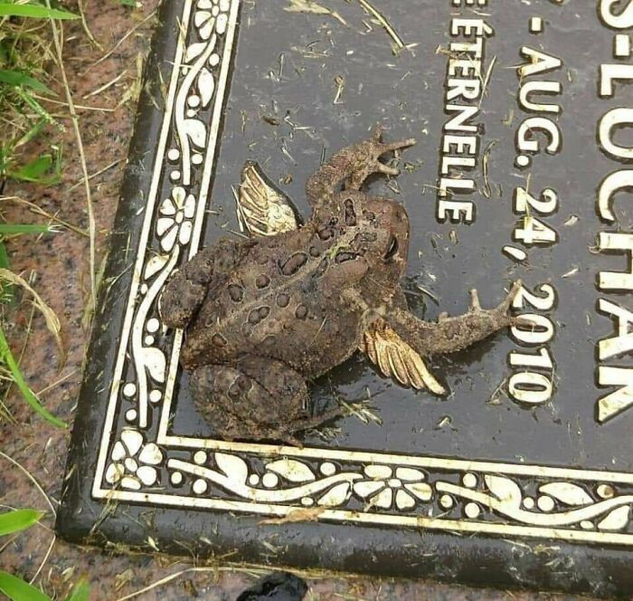 Saw This Lil Guy And Thought He Needs More Attention