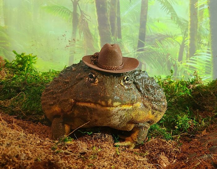 We Are Having A Cutest Pet Competition At Work. I Decided To Make Girth Brooks Extra Dapper By Buying A Tiny Cowboy Hat