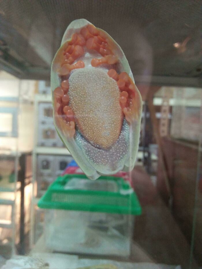 This Is What The Bottom Of A Frog Stuck On A Glass Tank Wall Looks Like