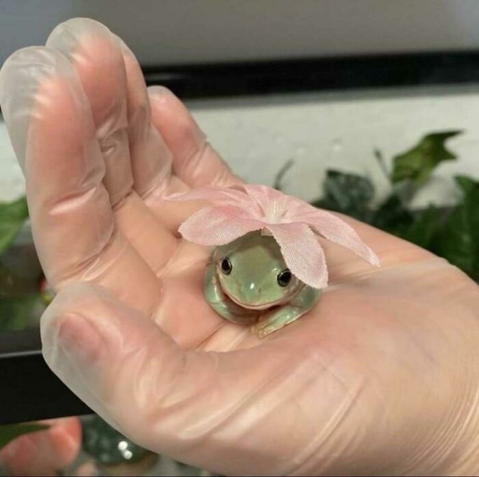 Frog With A Flower On Its Back