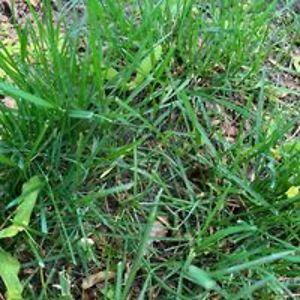 waylonrodriguez avatar