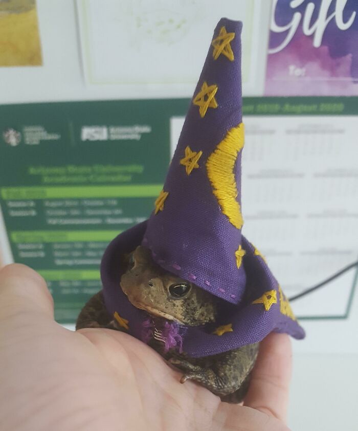 Frog Wizard