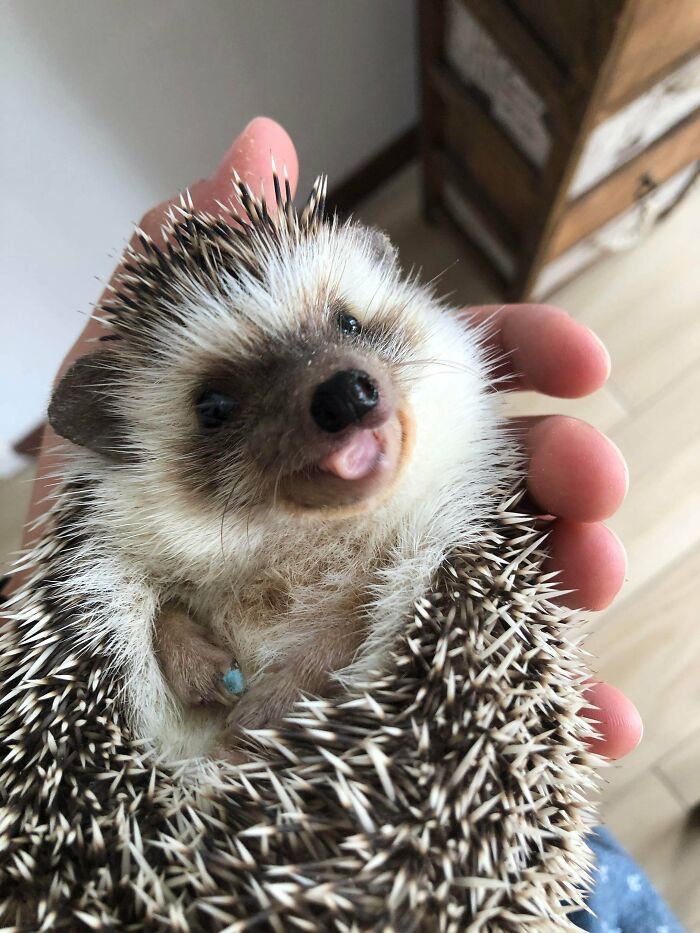 My Boy. From Uruguay