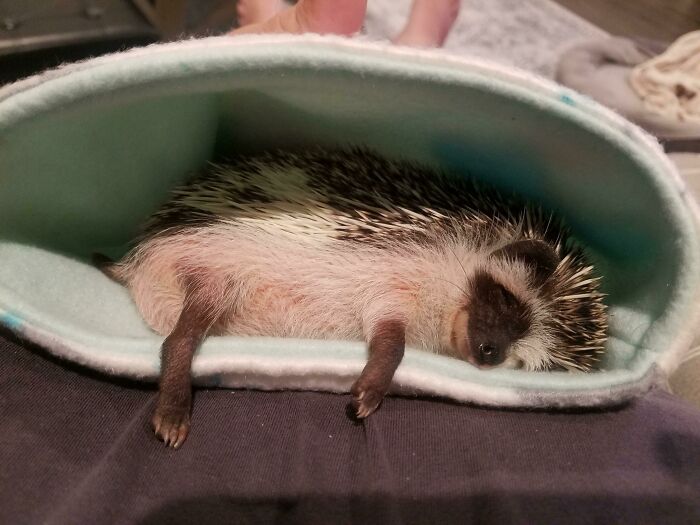 Trying To Get This Guy Comfortable With Being Handled