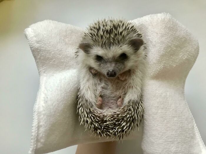 How To Befriend The Little One? My Hedgehog Is Super Shy And Curls Into A Ball When I Just Put The Food Near Her